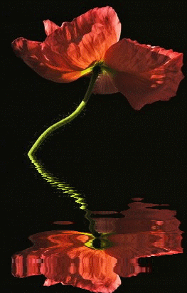 Reflet